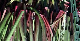 Beautiful rhubarb for sale, full truckload quantities