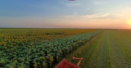 Hello. I'm selling sunflower seeds straight from the field.