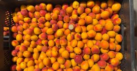 I'm selling small, calibrated Harlayne apricots. Direct from the