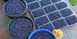 Ще продавам ежедневно брани чисти плодове до 100 кг