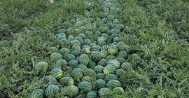 Wassermelonen, Honigmelonen, Cantalupe Melonen zu verkaufen auch kleinere Mengen
