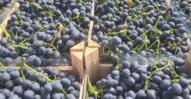 Fresh Grapes from Moldova We have 900–1,000 tons of