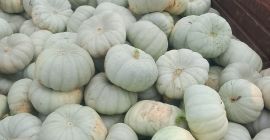 I am selling Sampson f1 pie pumpkin.