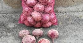 I will sell beetroot WODAN, caliber to be agreed,