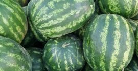 Я продаю арбузы оптом, напрямую с поля, из округа
