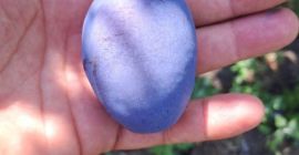 300 Tons of Fresh Stanley Plums for Sale I