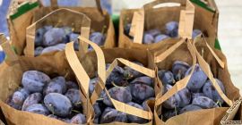 10 kg wooden crates – fresh Stanley plums packed