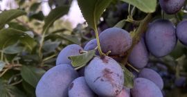 I have a large quantity of Topking plums for