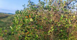 Vendo aronia biologica certificata, zona Prahova. Quantità: 5 tonnellate.