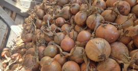 Cipolle in vendita 45+ | Sacchetto | Majka |