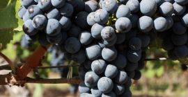 Vând Cabernet Sauvignon (struguri de vin) – Calitate Premium