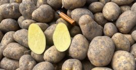 Agria potatoes, Washed/Unwashed, origin Holland. Packaging: 10/15/20/25kg bags or