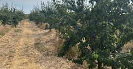 Продавам 150 тона слива сорт Стенлей Цена по договаряна