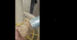 Cumpăr LEI CU UN SINGUR GRAIN. Cantitate aproximativ 100-200