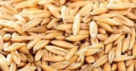 2026 season organic oats, currently available 25t, but will