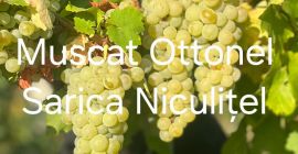 Struguri de vânzare din Podgoria Sarica Niculițel
