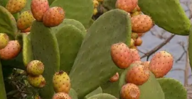 Fichi d india senza spine in cestelli da 1