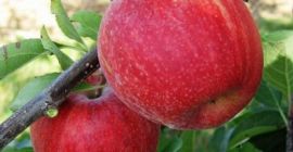 I will sell apples, gala, striped, red jonaprince, straight