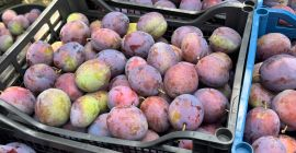 PRESIDENT PLUMS – 20–30 TONS – ROMANIA Fresh President