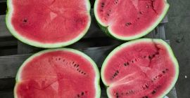 Sprzedam arbuza w karton-box , ilosci tirowe