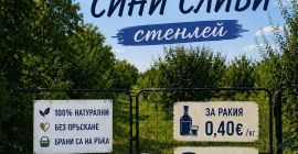 Сини сливи Стенлей