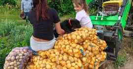 I will sell Denar, Vineta, Lily potatoes. Price to
