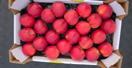 We will sell Gala Golden Pinova Jonaprince Jonagored Idared