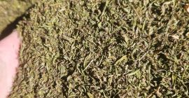 Savory, ground herb