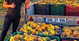 VÂND STRUGURI PENTRU VINIFICAȚIE – DIRECT DE LA PRODUCĂTOR