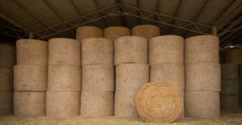 I WANT TO BUY HAY BALES, first and second
