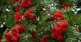 I will sell fresh rowan fruit.