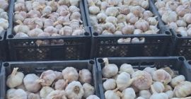 Garlic for sale – I offer high-quality garlic, clean