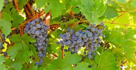 Cabernet Sauvignon and Merlot grapes grown in the Szekszárd