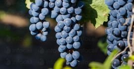 Производител. Продавам грозде – винени сортове – Памид и