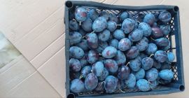 BG BIO plums Stanley, rekolta 2026, ~30 t. Bez