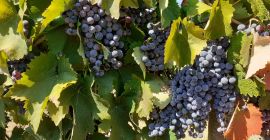 Grapes for sale in Matejevac (Niš): Cabernet Sauvignon, Sauvignon