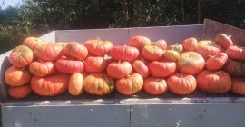 I'm selling an edible pumpkin variety: Rouge vif d'etampes.