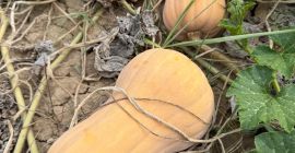 Pie pumpkin - Matilda variety