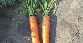 Bastia variety carrots for sale. Healthy crop. Available from