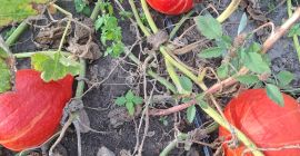 I'm selling beautifully colored Hokkaido pumpkins, various sizes. Price