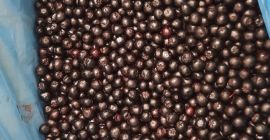 Aronia mrożona kl.1 - ekologiczna i konwencjonalna. Ilości całosamochodowe,