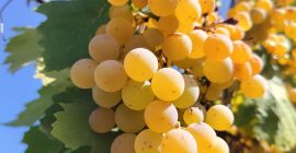 Uva bianca da vino malvasia biologica si vende a
