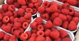 Raspberry from under the tunnel 300-400 kg per day