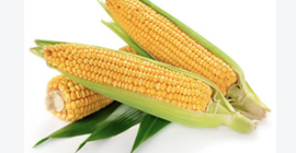 Corn is the harvest of 2026. Location Vanju Mare,