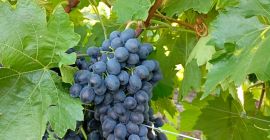 Moldova grape