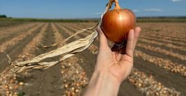 We offer high-quality fresh onions, grown and packed in