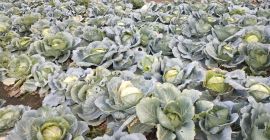 Sto vendendo cavoli nel villaggio balcanico di Petarch