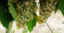 SI VENDE UVA DA VINO ZONA BENEVENTO, VARIETÀ DISPONIBILI: