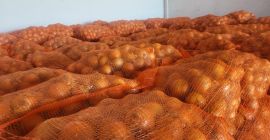 We offer yellow onion. Bags 10/15 kg. We can