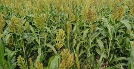 Good morning, I'm selling 17 hectares of sorghum -